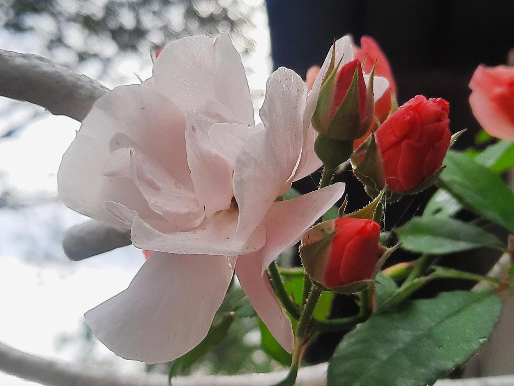 Balmy Hideout Cafe & Homestay Ban Huai Kaeo 외부 사진