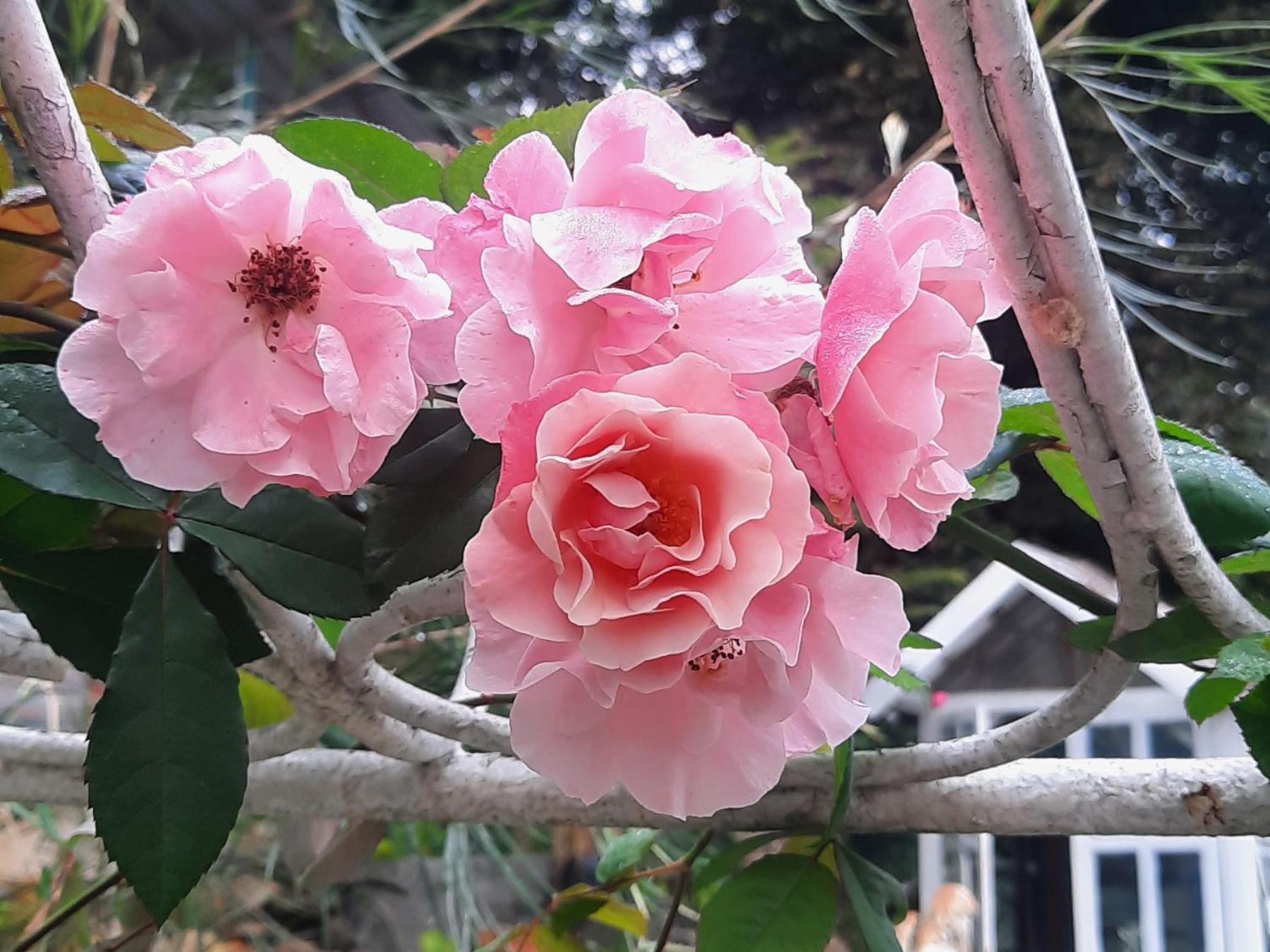 Balmy Hideout Cafe & Homestay Ban Huai Kaeo 외부 사진